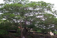 Shorea tumbuggaia